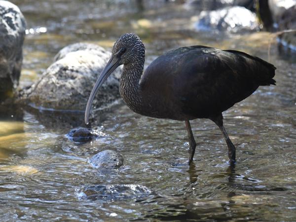 <h3><a href="/trips/grancanaria-2023/biota/animalia/chordata/aves/015 pelecaniformes/001 threskiornithidae/plegadis falcinellus/plegadis falcinellus-nl.html">Plegadis&nbsp;falcinellus</a> / Glossy&nbsp;ibis / Zwarte&nbsp;ibis</h3>NIKON D500 met 300.0 mm f/4.0, 1/320 sec  bij F5.0, ISO 500, afstand 10.0&nbsp;m